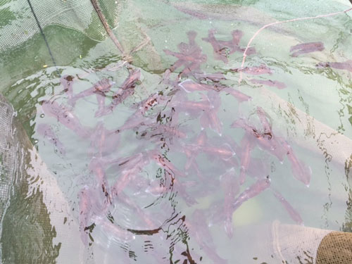 15 món ăn hải sản ngon nổi tiếng không nên bỏ qua - 5